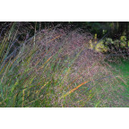PANICUM virgatum 'Warrior' PANICUM virgatum 'Warrior'