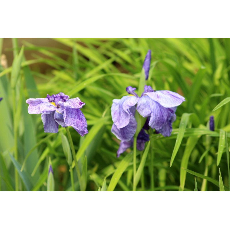 IRIS ensata 'Dainagon'