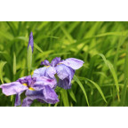 IRIS ensata 'Dainagon'