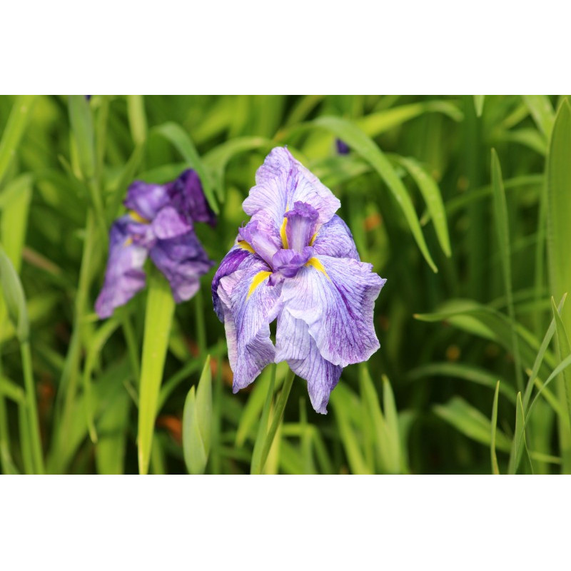 IRIS ensata 'Dainagon'