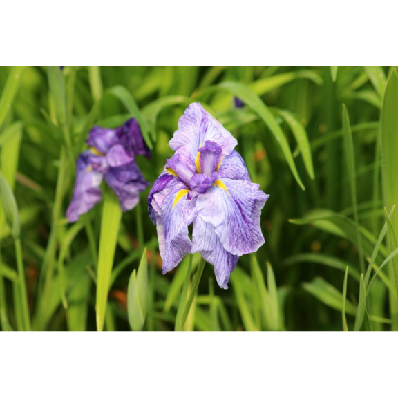 IRIS ensata 'Dainagon'