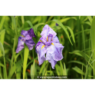 IRIS ensata \'Dainagon\'