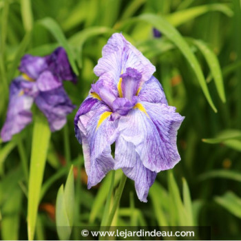 IRIS ensata &#039;Dainagon&#039;