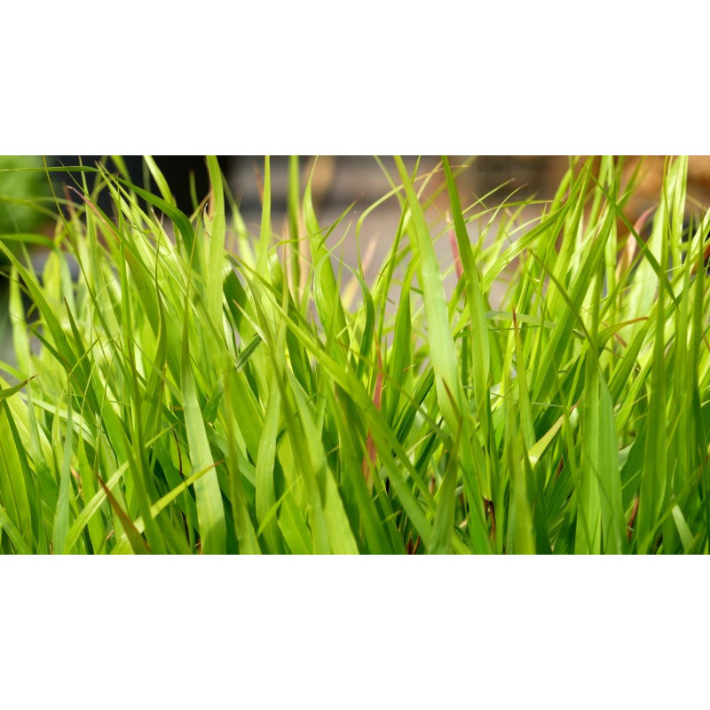 HAKONECHLOA macra HAKONECHLOA macra
