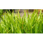 HAKONECHLOA macra HAKONECHLOA macra