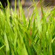 HAKONECHLOA macra