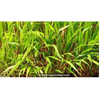 HAKONECHLOA macra - Herbe du Japon