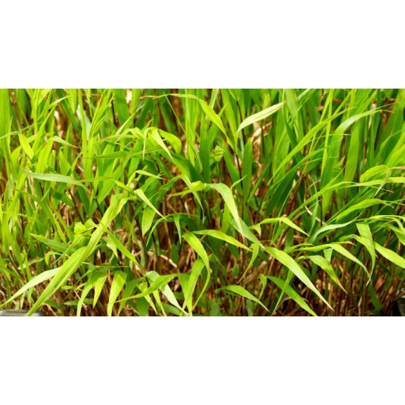 HAKONECHLOA macra