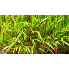 HAKONECHLOA macra HAKONECHLOA macra