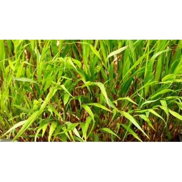 HAKONECHLOA macra
