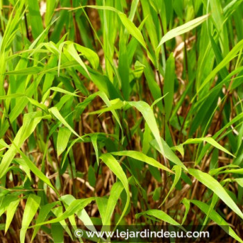 HAKONECHLOA macra