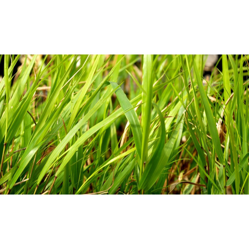 HAKONECHLOA macra 'Beni-Kaze'&reg;