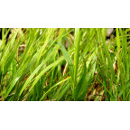 HAKONECHLOA macra 'Beni-Kaze'&reg;