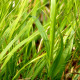 HAKONECHLOA macra 'Beni-Kaze'®