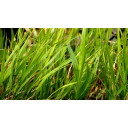 HAKONECHLOA macra \'Beni-Kaze\'