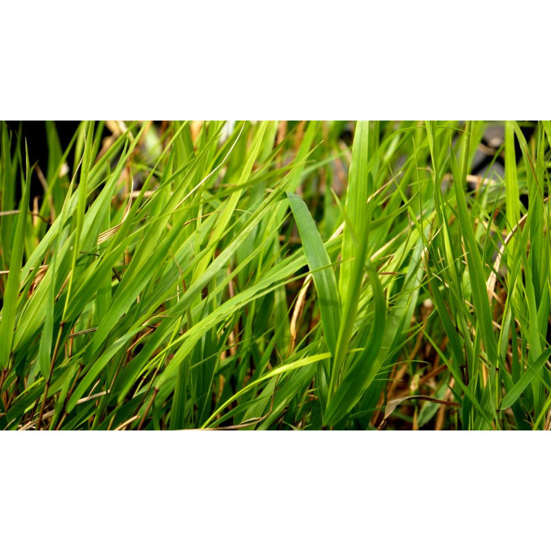 HAKONECHLOA macra 'Beni-Kaze'&reg;