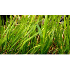 HAKONECHLOA macra 'Beni-Kaze'&reg;