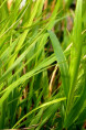 HAKONECHLOA macra 'Beni-Kaze'