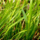 HAKONECHLOA macra 'Beni-Kaze'