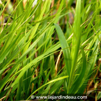 HAKONECHLOA macra &#039;Beni-Kaze&#039;®
