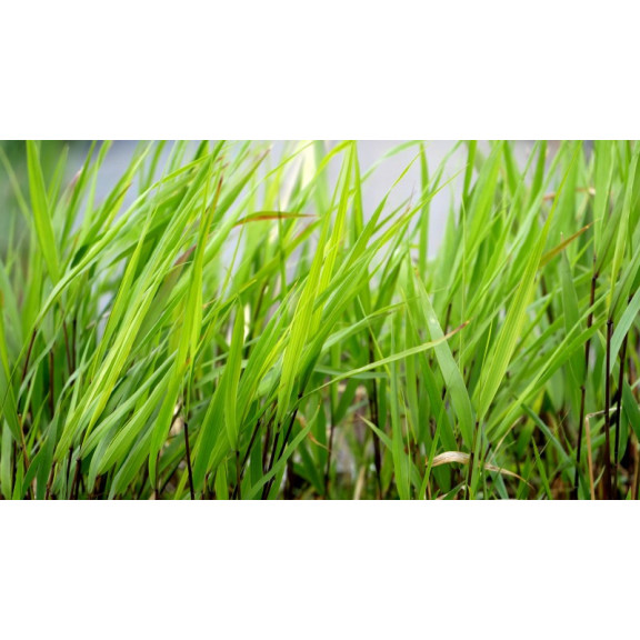 HAKONECHLOA macra 'Greenhills'