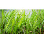 HAKONECHLOA macra 'Greenhills' HAKONECHLOA macra 'Greenhills'