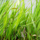 HAKONECHLOA macra 'Greenhills'
