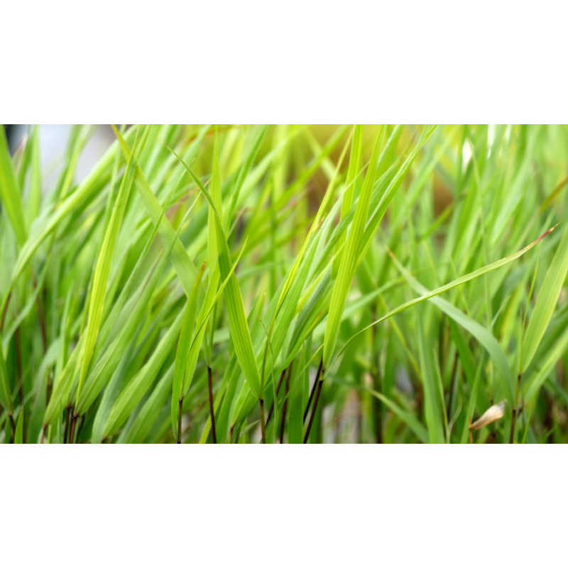 HAKONECHLOA macra 'Greenhills' HAKONECHLOA macra 'Greenhills'