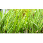 HAKONECHLOA macra 'Greenhills' HAKONECHLOA macra 'Greenhills'