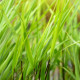 HAKONECHLOA macra 'Greenhills'