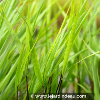 HAKONECHLOA macra &#039;Greenhills&#039;