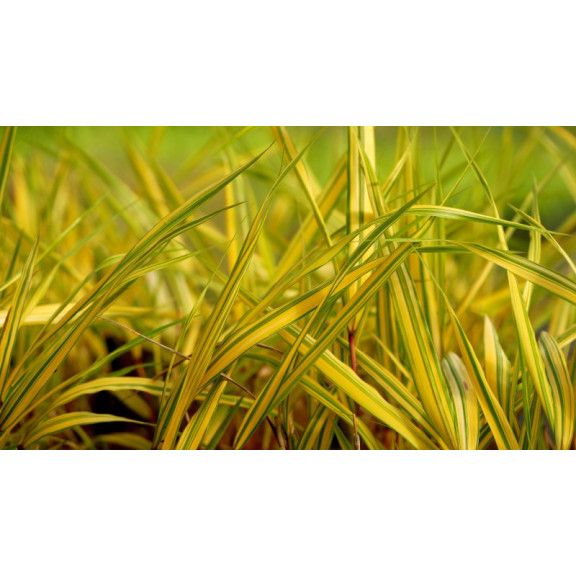 HAKONECHLOA macra 'Naomi'&reg;