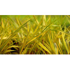HAKONECHLOA macra 'Naomi'&reg;