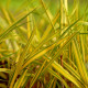 HAKONECHLOA macra 'Naomi'®
