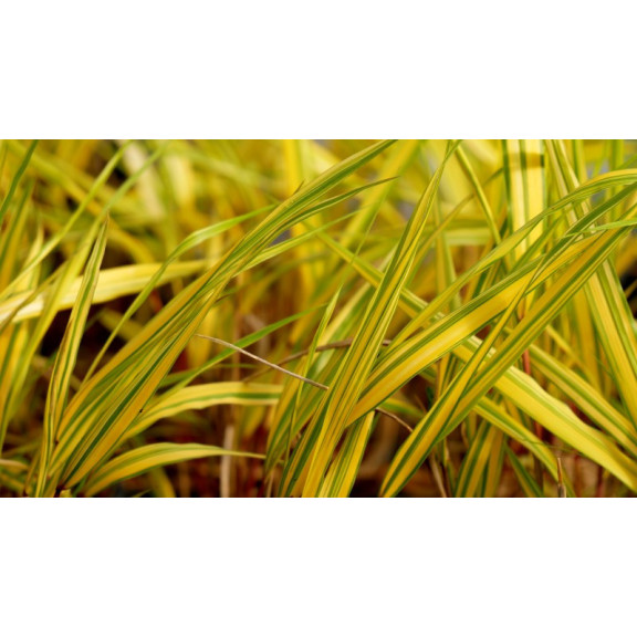HAKONECHLOA macra 'Naomi'&reg;