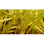 HAKONECHLOA macra 'Naomi'&reg;