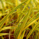 HAKONECHLOA macra 'Naomi'®