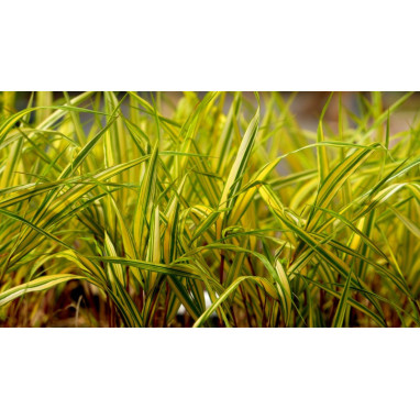 HAKONECHLOA macra \'Naomi\'