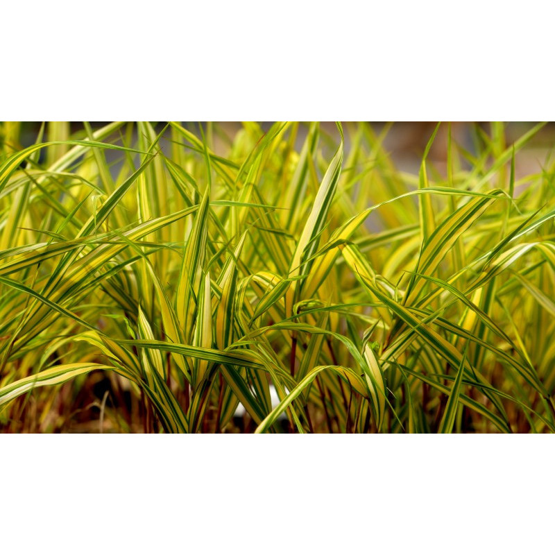 HAKONECHLOA macra 'Naomi'&reg;