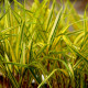 HAKONECHLOA macra 'Naomi'