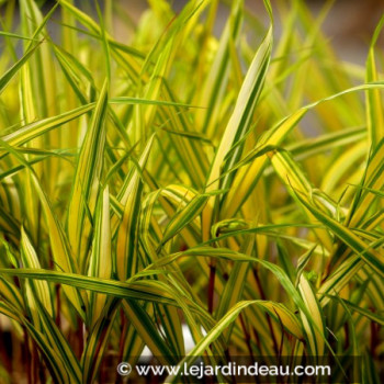 HAKONECHLOA macra &#039;Naomi&#039;®