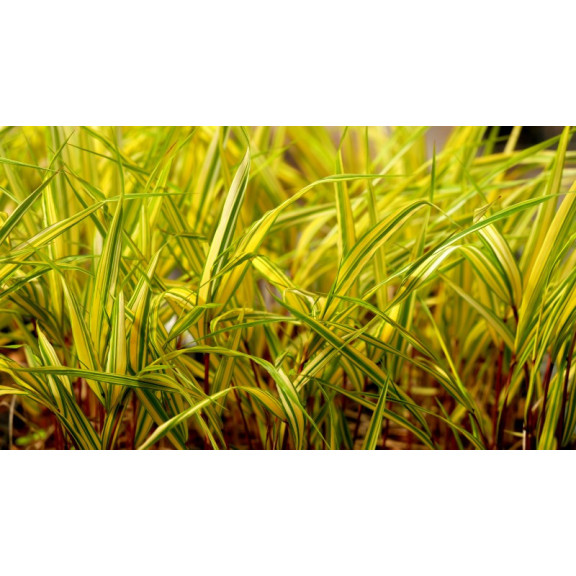 HAKONECHLOA macra 'Naomi'&reg;