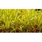 HAKONECHLOA macra 'Naomi'&reg;