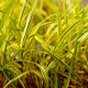 HAKONECHLOA macra 'Naomi'®