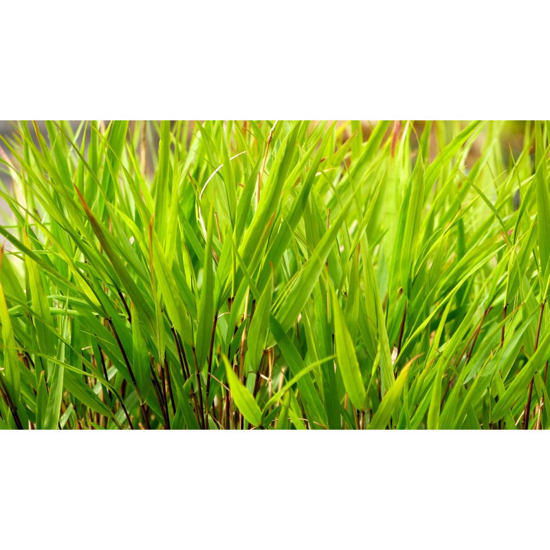 HAKONECHLOA macra 'Nicolas'&reg;
