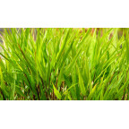 HAKONECHLOA macra 'Nicolas'&reg;
