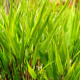 HAKONECHLOA macra 'Nicolas'®