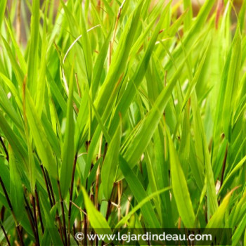 HAKONECHLOA macra &#039;Nicolas&#039;®