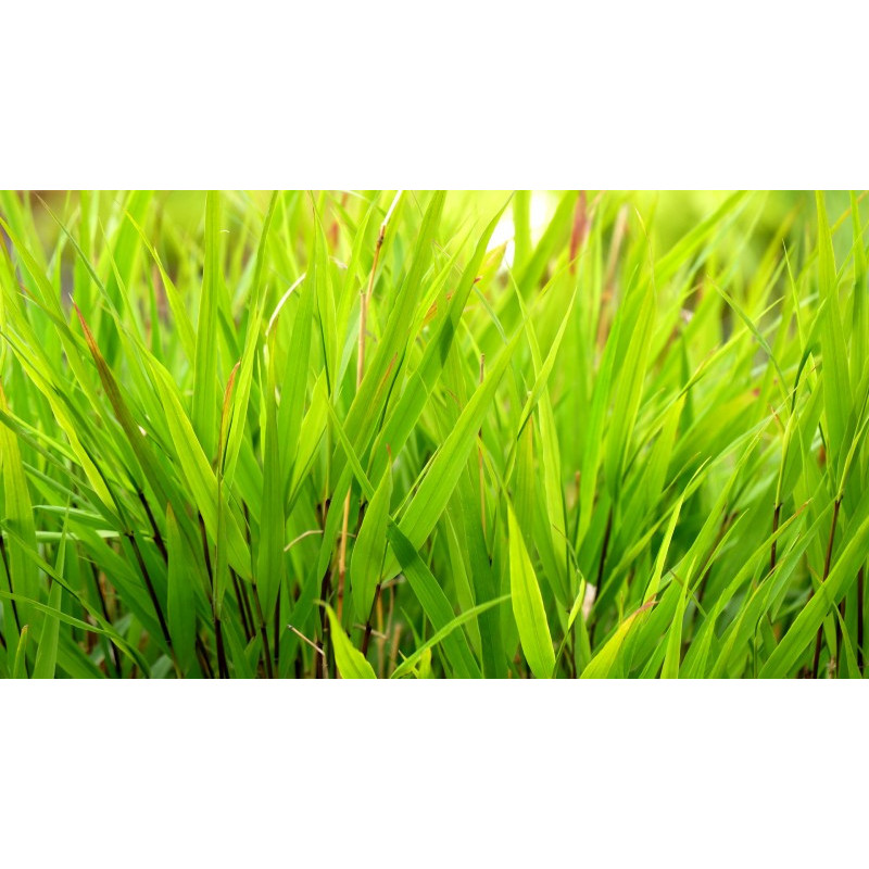 HAKONECHLOA macra 'Nicolas'&reg;