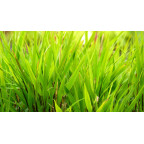 HAKONECHLOA macra 'Nicolas'&reg;